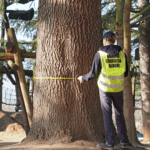 Cinisello Balsamo, 16mila alberi sotto controllo per verificarne la sicurezza