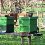 Sesto San Giovanni, apicoltori cercasi per promuovere un progetto sulla biodiversità