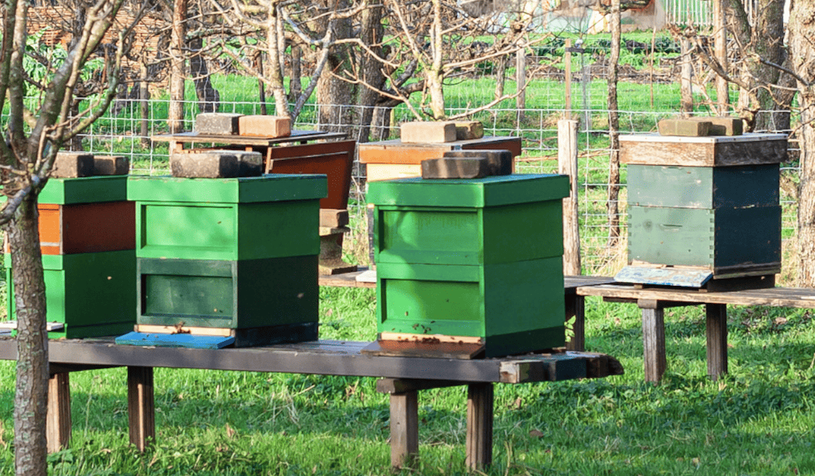 Sesto San Giovanni, apicoltori cercasi per promuovere un progetto sulla biodiversità
