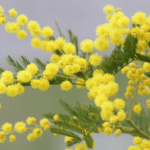 Festa della donna: #IeriOggiFutura, tre eventi a Sesto San Giovanni