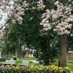 Primavera a Sesto San Giovanni, inviaci la tua foto degli alberi in fiore