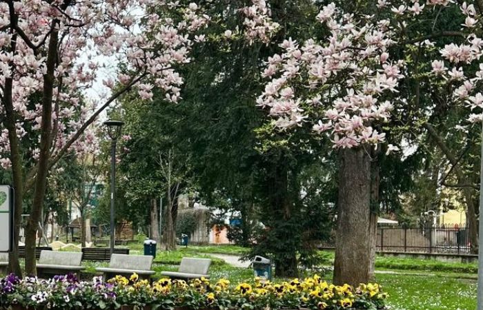 Primavera a Sesto San Giovanni, inviaci la tua foto degli alberi in fiore