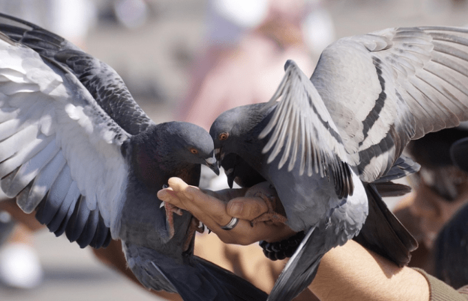 Sesto San Giovanni, multe fino a 240 euro per chi dà da mangiare agli animali selvatici