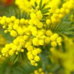Festa della Donna, in Lombardia domina il giallo mimosa: boom di fiori e dolci a tema