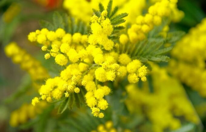 Festa della Donna, in Lombardia domina il giallo mimosa: boom di fiori e dolci a tema