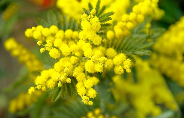 Festa della Donna, in Lombardia domina il giallo mimosa: boom di fiori e dolci a tema