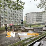 Sesto San Giovanni, crolla il grande albero del Rondò: un’immagine che ha dell’incredibile