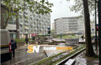 Sesto San Giovanni, crolla il grande albero del Rondò: un’immagine che ha dell’incredibile