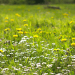 Parco Nord, torna l'appuntamento con il Festival del Social Walking
