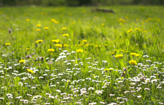 Parco Nord, torna l'appuntamento con il Festival del Social Walking