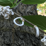 Takahashia japonica individuata a Sesto San Giovanni: che cos'è e come segnalarla