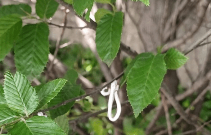 Takahashia japonica, segnalazioni dell'infestazione anche al Parco Nord