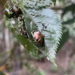 Popillia japonica invade parchi e giardini: in Lombardia scatta il piano di contenimento