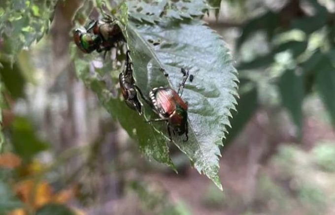 Popillia japonica invade parchi e giardini: in Lombardia scatta il piano di contenimento