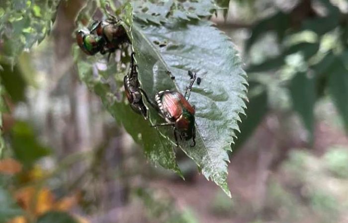 Popillia japonica invade parchi e giardini: in Lombardia scatta il piano di contenimento