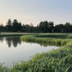 Parco Nord, un presidio sanitario naturale per combattere il caldo di agosto