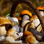 Dove raccogliere funghi? Sesto San Giovanni