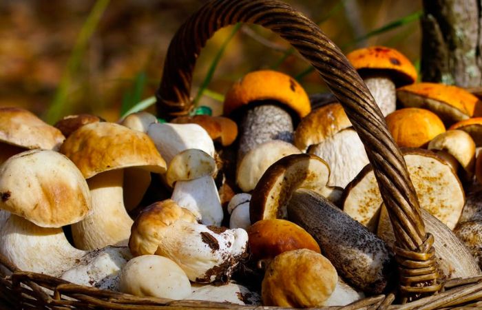 Dove raccogliere funghi? Sesto San Giovanni