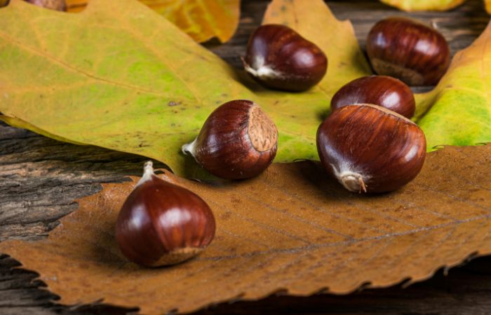 Dove raccogliere castagne? I boschi a un'ora da Sesto San Giovanni