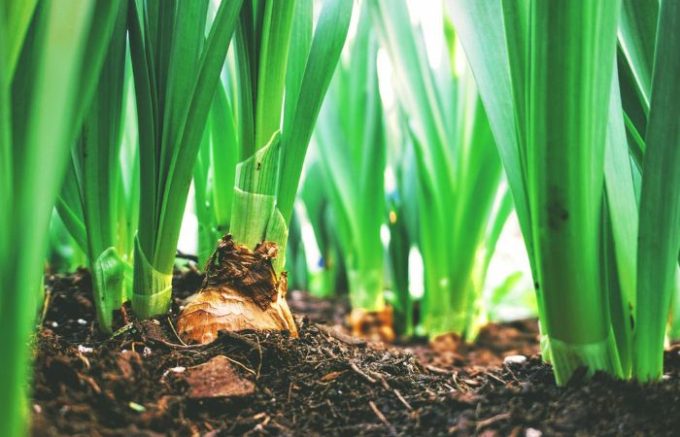 Come coltivare un orto urbano a Sesto San Giovanni