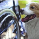 Pet therapy in hospice: il libro che ne spiega l'importanza