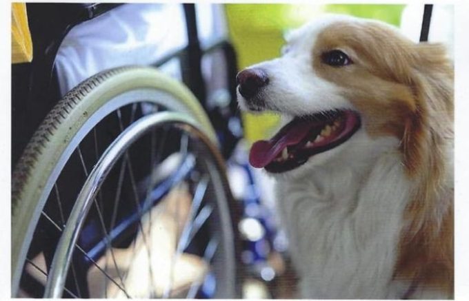 Pet therapy in hospice: il libro che ne spiega l'importanza