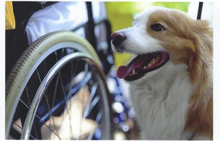 Pet therapy in hospice: il libro che ne spiega l'importanza