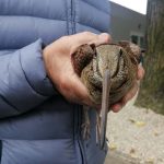 beccaccia sesto san giovanni giardino dei tigli