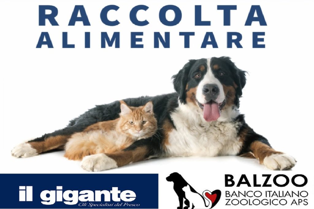 A Il Gigante la raccolta alimentare per cani e gatti in difficoltà