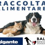 A Il Gigante la raccolta alimentare per cani e gatti in difficoltà