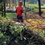 Sesto San Giovanni, potature e taglio erba: i lavori sul verde in città