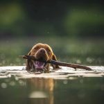 MIAV chiede l’IVA agevolata su cibo e cure per animali