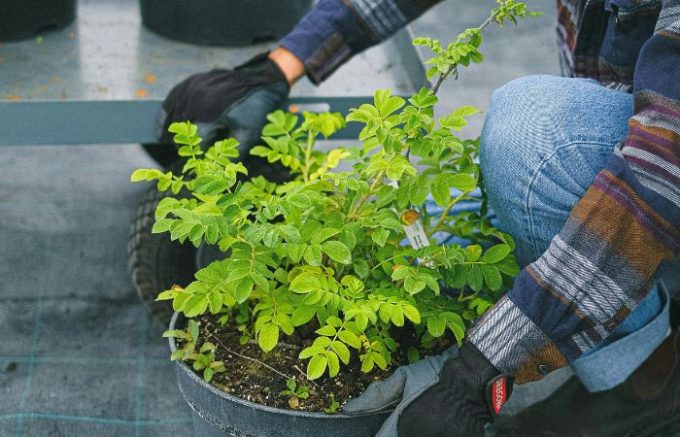 A Sesto San Giovanni un vivaio per le persone con fragilità