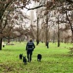 Sesto San Giovanni, collaborazione confermata anche nel 2026 con l’unità cinofila della Polizia locale di Milano