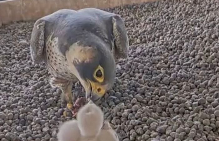 Milano, nato il quarto pullo di falco pellegrino sul grattacielo Pirelli