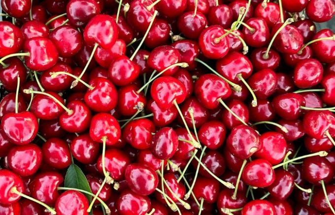 Parco Nord Milano, apre CiliegiaMi: la raccolta di ciliegie alla Balossa