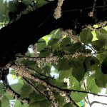 Takahashia japonica a Sesto San Giovanni: cos’è e cosa fare se la trovi