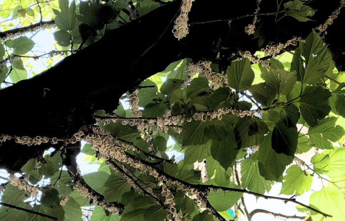 Takahashia japonica a Sesto San Giovanni: cos’è e cosa fare se la trovi