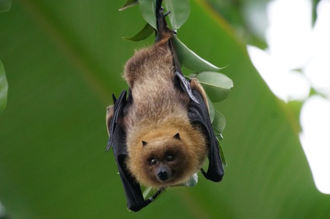 Al Parco Nord Milano un’escursione serale alla scoperta dei pipistrelli