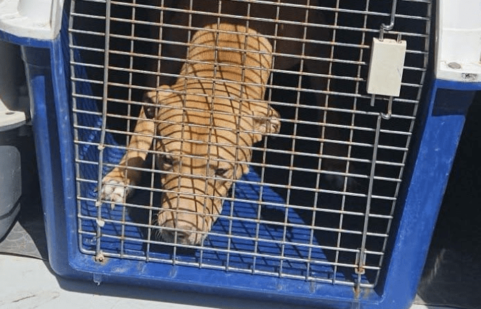 Cinisello Balsamo, sette cani di grossa taglia sequestrati: denunciato proprietario