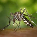 Sesto San Giovanni, disinfestazione contro le zanzare nella notte