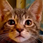 Sesto San Giovanni, l’Oasi Felina inaugura la nuova nursery per i cuccioli