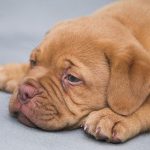 MIAV lancia l'allarme: ogni estate in Italia vengono abbandonati 130mila animali