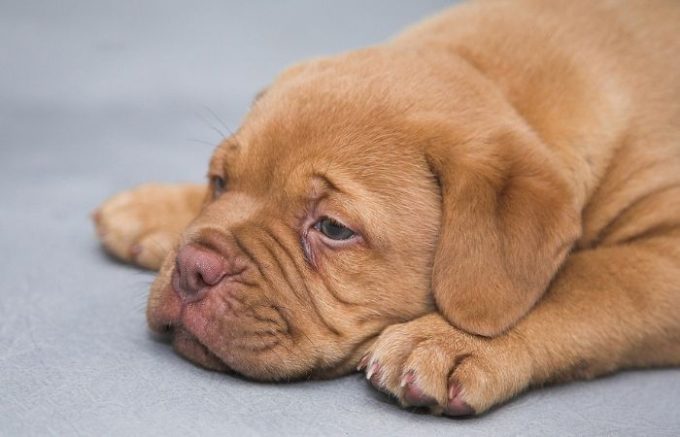 MIAV lancia l'allarme: ogni estate in Italia vengono abbandonati 130mila animali
