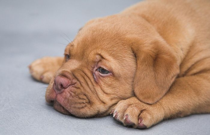MIAV lancia l'allarme: ogni estate in Italia vengono abbandonati 130mila animali