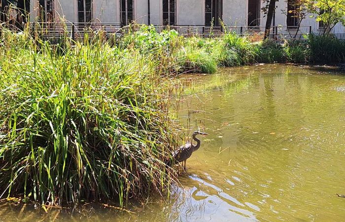 L'airone cenerino torna in centro a Sesto San Giovanni