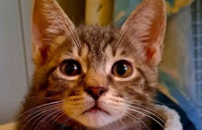 Sesto San Giovanni, l’Oasi Felina inaugura la nuova nursery per i cuccioli