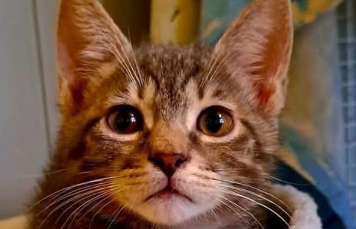 Sesto San Giovanni, l’Oasi Felina inaugura la nuova nursery per i cuccioli