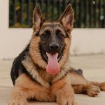 Sesto San Giovanni, l'incontro per capire meglio il comportamento dei cani