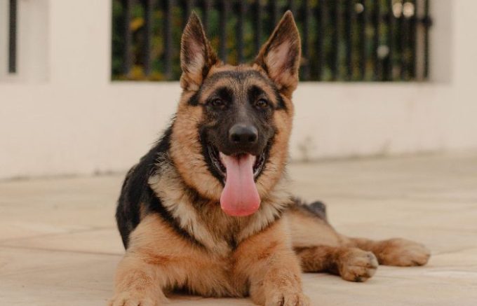 Sesto San Giovanni, l'incontro per capire meglio il comportamento dei cani